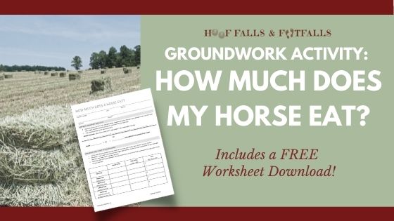 Groundwork Activity: How much does my horse eat?