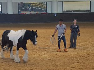 Instructor Training for Equine Programs for Fire/Police/Military- South Korea
