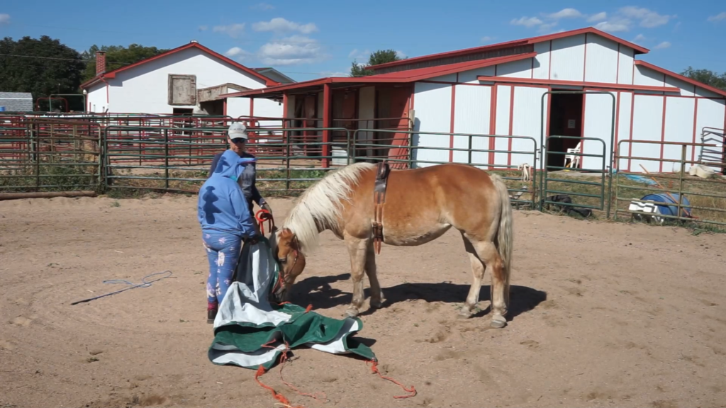 showing a horse a tarp