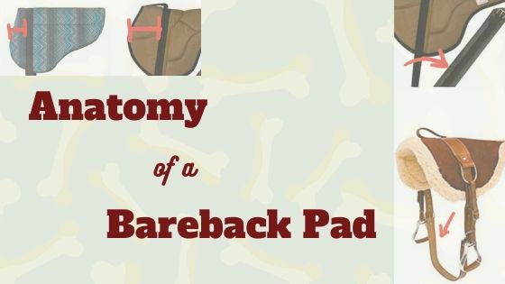 Anatomy of a Bareback Pad