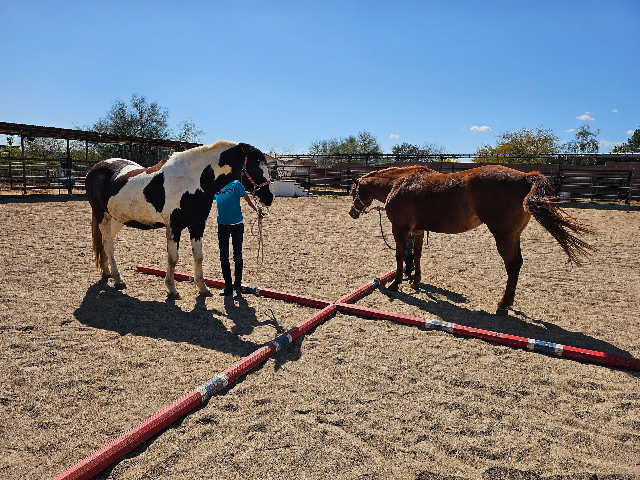 Children participating in an exersize with horses